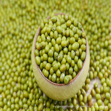 Haricots verts de Mung de Chine Origine